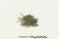 藏品(蔭生羽蘚)的圖片